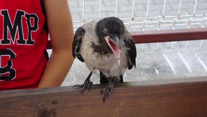 OKUL BAHÇESİNDE SICAKTAN BAYILAN KARGA, KENDİNE GELİNCE ÖĞRENCİ KAYIT SIRASINA GİRDİ