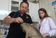 Evcil hayvanları kenelere karşı nasıl koruyabiliriz?