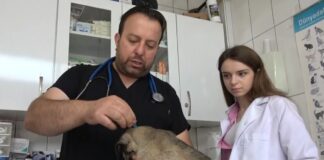 Evcil hayvanları kenelere karşı nasıl koruyabiliriz?