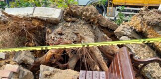 İstanbul Bebek’te asırlık ağaç yola devrildi: 2 kişi yaralandı