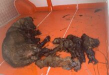 Zifte yapışan anne köpeğin 3 yavrusu öldü, kendisiyle 3 yavrusu kurtarıldı.