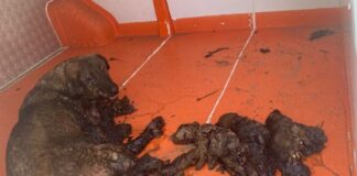 Zifte yapışan anne köpeğin 3 yavrusu öldü, kendisiyle 3 yavrusu kurtarıldı.