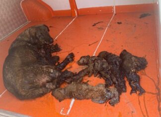 Zifte yapışan anne köpeğin 3 yavrusu öldü, kendisiyle 3 yavrusu kurtarıldı.