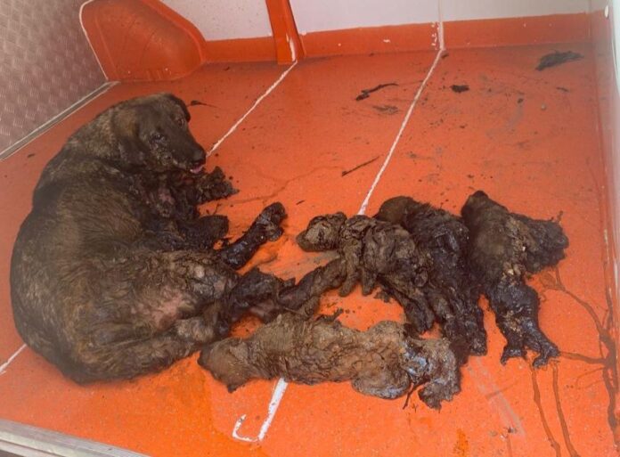 YAVRULARIYLA BİRLİKTE ZİFTE YAPIŞAN ANNE KÖPEK İTFAİYE EKİPLERİNCE BÖYLE KURTARILDI