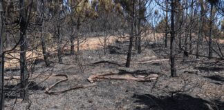 Bir Orman yangınından geriye ne kalır? Sakarya Adapazarı’nda olduğu gibi bir’ Yürek Yangını’ kalır!