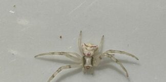 Fatma Teyzenin, ‘İnsan kılığına bürünmüş’ örümceği !