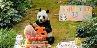 Bir ‘bilge’ daha göçtü: Dünyanın En Yaşlı Erkek Pandası An An, 35 Yaşında Öldü