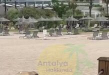 ‘Gagacı’ Karga! Tek gagayla çantadan 100 Euro aşırdı!