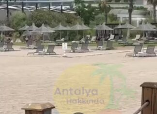 ‘Gagacı’ Karga! Tek gagayla çantadan 100 Euro aşırdı!
