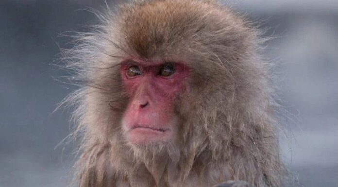 Kobay olarak kullanılan maymunlar firar etti!