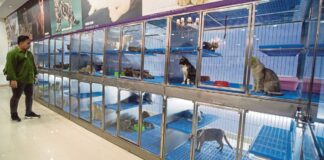 ‘Külahı tersten giydirmek’:Petshoplar, vitrine koyup canlı hayvan satamaz, katalogdan ve internetten satabilir!