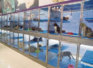 ‘Külahı tersten giydirmek’:Petshoplar, vitrine koyup canlı hayvan satamaz, katalogdan ve internetten satabilir!