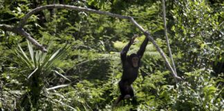 Şempanzelerin Öfkesi; Yaşam alanları tahrip olunca saldırganlaştılar, 6 ayda 4 çocuk öldürdüler!