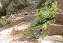 DSÖ: “Maymun çiçeği virüsü maymunlarla bağlantılı değil”