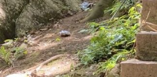 DSÖ: “Maymun çiçeği virüsü maymunlarla bağlantılı değil”