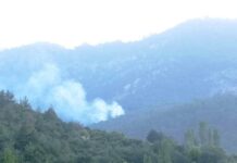 Aydın’da orman yangını