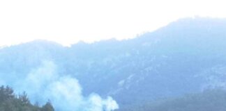 Aydın’da orman yangını
