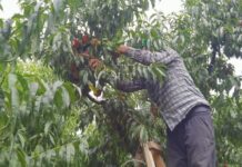 Şeftali: Dalında 3, pazarda 10, marketlerde 25 lira!