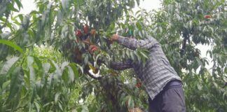 Şeftali: Dalında 3, pazarda 10, marketlerde 25 lira!