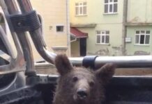 Balı fazla kaçırınca fenalaşan ayının yeni görüntüsü ortaya çıktı