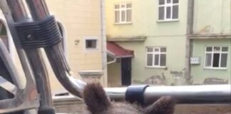 Balı fazla kaçırınca fenalaşan ayının yeni görüntüsü ortaya çıktı