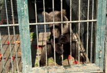 Ayıların popstarı “Balkız” kendine geldi.