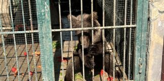 Ayıların popstarı “Balkız” kendine geldi.