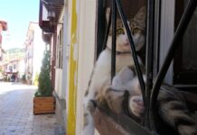 Kadıköy’ün ‘rahmetli’ oturan kedisi Tombili’ye Tokat’dan rakip çıktı: Tosbik!