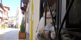 Kadıköy’ün ‘rahmetli’ oturan kedisi Tombili’ye Tokat’dan rakip çıktı: Tosbik!