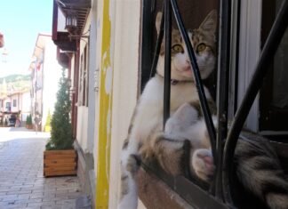 Kadıköy’ün ‘rahmetli’ oturan kedisi Tombili’ye Tokat’dan rakip çıktı: Tosbik!