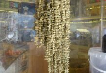 Tazesinin kilosu 40, kurusu ortalama 900 TL!