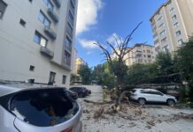 Kadıköy’de 150 yıllık meşe ağacı park halindeki 6 aracın üstüne devrildi