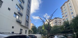 Kadıköy’de 150 yıllık meşe ağacı park halindeki 6 aracın üstüne devrildi