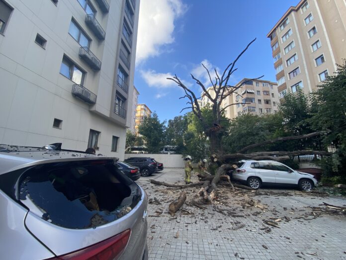 KADIKÖY'DE 150 YILLIK MEŞE AĞACI PARK HALİNDEKİ 6 ARACIN ÜSTÜNE DEVRİLDİ