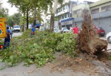 Trafik bu kez ‘Çınarlar Kenti’ Bursa’da 70 yıllık tarihi çınara kıydı.