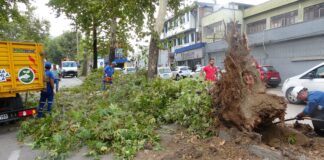 Trafik bu kez ‘Çınarlar Kenti’ Bursa’da 70 yıllık tarihi çınara kıydı.
