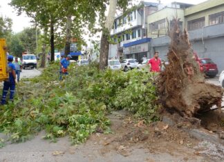 Trafik bu kez ‘Çınarlar Kenti’ Bursa’da 70 yıllık tarihi çınara kıydı.