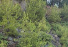 Marmaris’te ölüme böyle el salladılar!