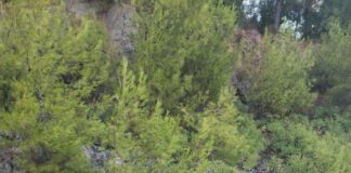 Marmaris’te ölüme böyle el salladılar!