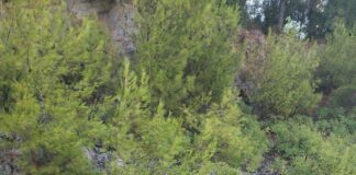 Marmaris’te safari faciası: ilk belirlemelere göre 5 ölü, 6 yaralı