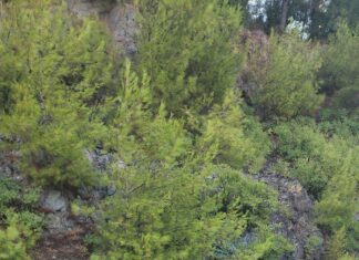 Marmaris’te safari faciası: ilk belirlemelere göre 5 ölü, 6 yaralı