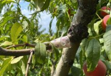 İnsanlık ölmemiş…Kopardığı şeftali için ağaca para bağladı