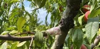 İnsanlık ölmemiş…Kopardığı şeftali için ağaca para bağladı