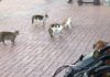 4 ‘organize’ kedi 1 köpeği fena halde sıkıştırdı!