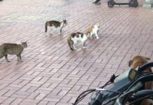 4 ‘organize’ kedi 1 köpeği fena halde sıkıştırdı!