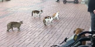 4 ‘organize’ kedi 1 köpeği fena halde sıkıştırdı!