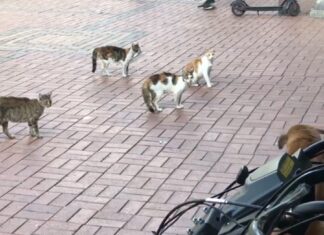 4 ‘organize’ kedi 1 köpeği fena halde sıkıştırdı!