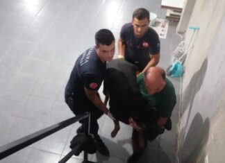 Antalya’da itfaiyeden bodrumda yaşayan ‘Şişman köpek’ operasyonu