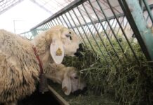 ‘Akademik’ koyunlar öğrencilere burs desteği sağlayacak