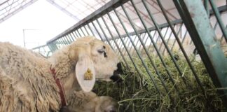 ‘Akademik’ koyunlar öğrencilere burs desteği sağlayacak